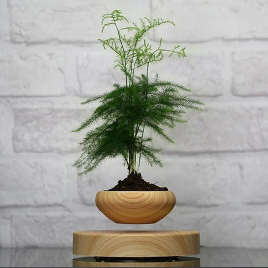 AIRSAI Floating Plant Holder Brings Magic and Greenery In The Room