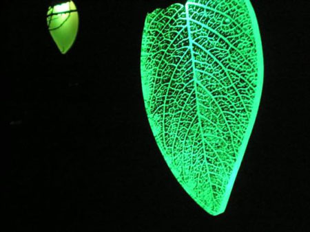 Bamboo LED