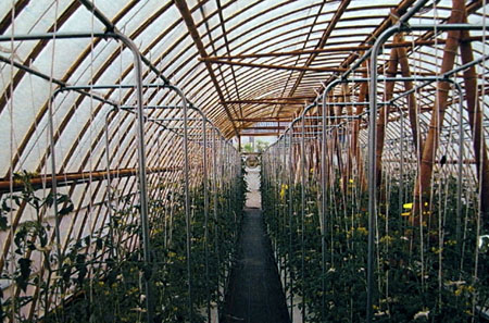 Bamboo Greenhouse