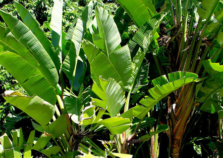 Banana Leaves Packaging