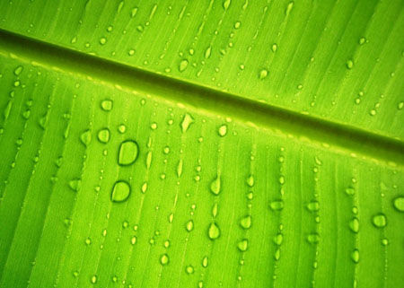 Banana Leaves Packaging