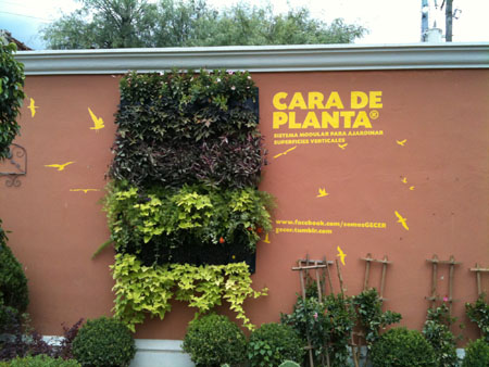 Cara de Planta