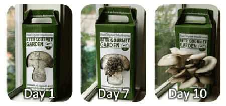 Easy to grow mushroom garden