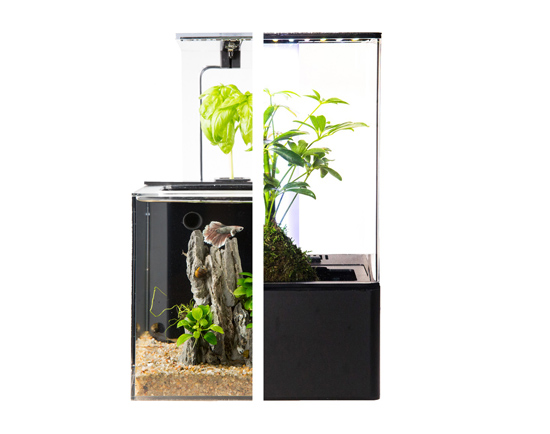 EcoQube - Simple, Self-Sustainable Ecosystems for Nature in Home