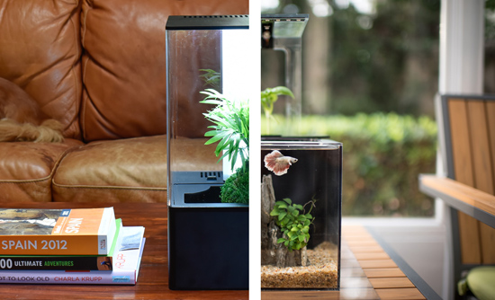 EcoQube - Simple, Self-Sustainable Ecosystems for Nature in Home