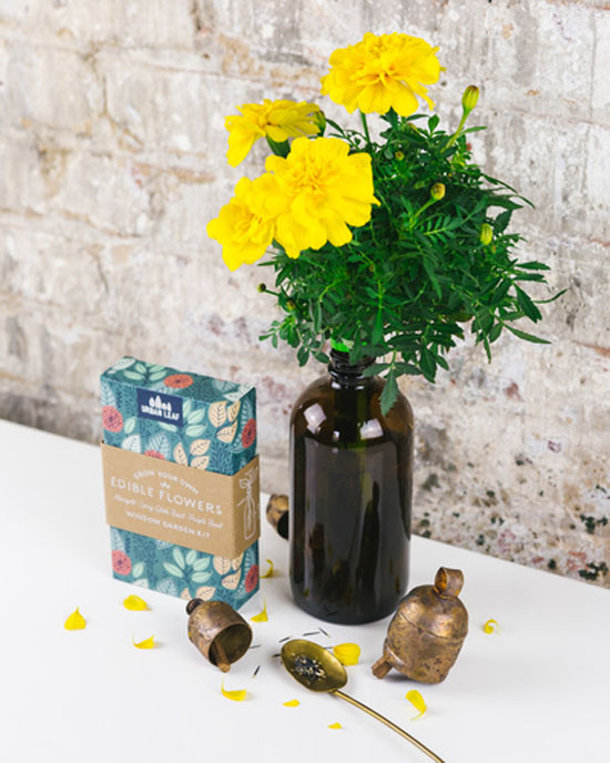 Edible Flowers – Bottle Garden Kit
