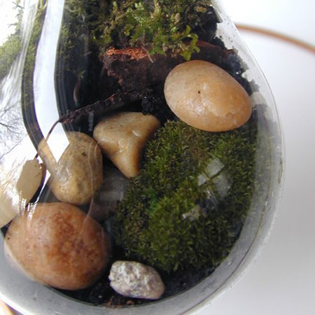 Green Terrarium