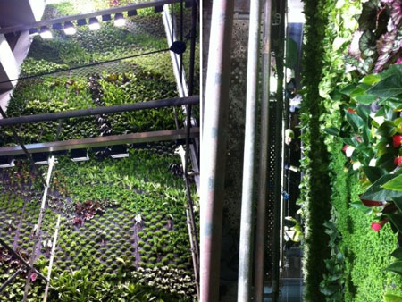 Indoor Vertical Garden