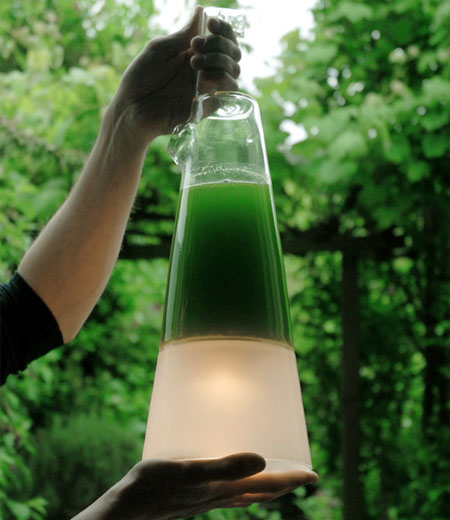 Latro Algae Lamp