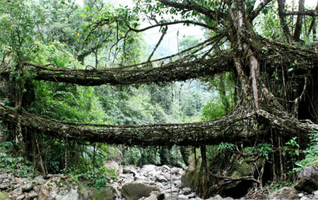 Live Root Bridge