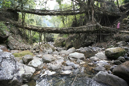 Live Root Bridge