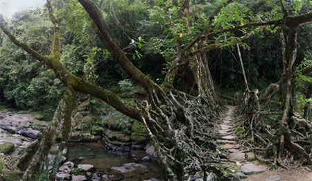 Live Root Bridge