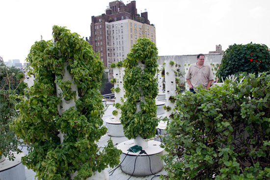 Rooftop Vertical Farm