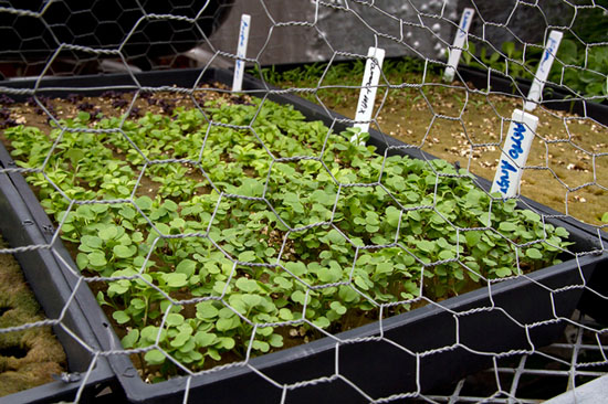 Rooftop Vertical Farm