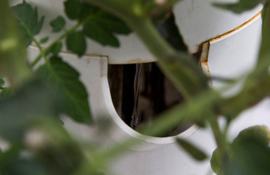 Rooftop Vertical Farm