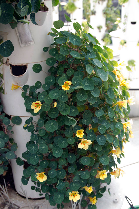 Rooftop Vertical Farm