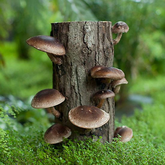 Shiitake Mushroom Log