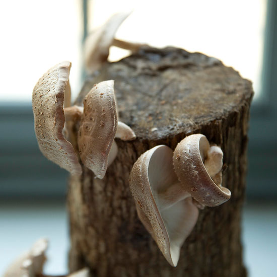 Shiitake Mushroom Log