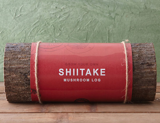 Shiitake Mushroom Log