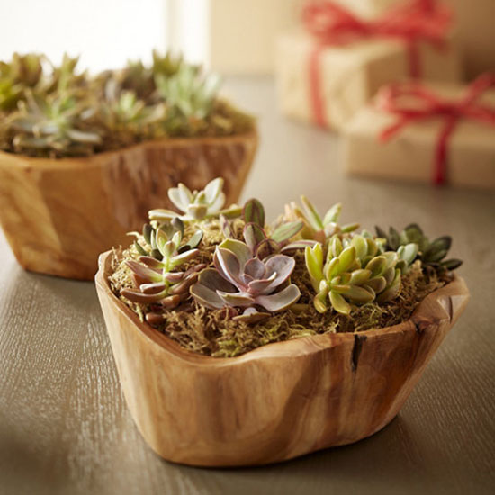 Succulent Garden in Root of the Earth Bowl