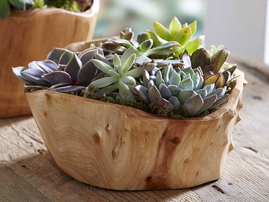 Succulent Garden in Root of the Earth Bowl