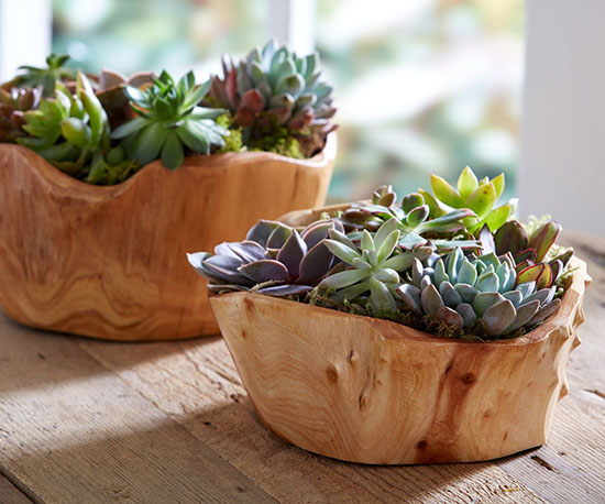 Succulent Garden in Root of the Earth Bowl